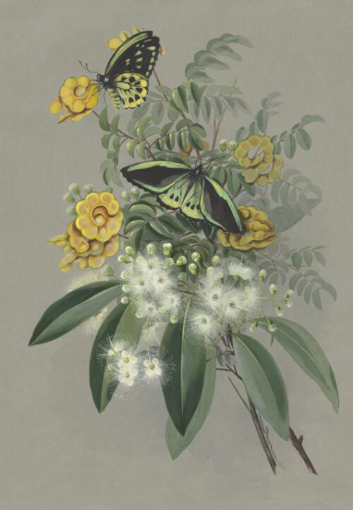 Pararchidendron pruinosum (Benth.) I.C.Nielsen var. pruinosum, family Fabaceae, Herbert River, Queensland, 1887 [picture] / Ellis Rowan