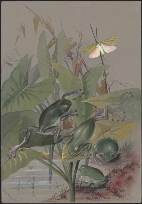 Colocasia esculenta (L.) Schott. var. esculenta, family Araceae, green tree frogs and moth, Herbert River, Queensland, 1887 [picture] / Ellis Rowan