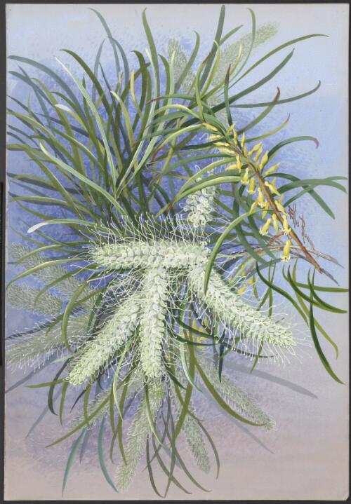 Grevillea striata R.Br. and Persoonia falcata R.Br., family Proteaceae, Cooktown, Queensland, 1891? [picture] / Ellis Rowan