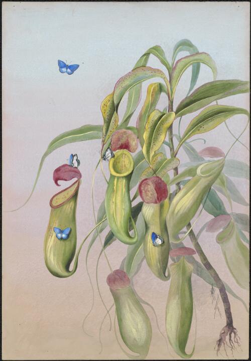 Nepenthes mirabilis (Lour.) Druce, family Nepenthaceae, Somerset, Queensland, 1891? [picture] / Ellis Rowan
