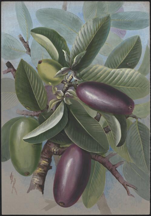 Cerbera floribunda K.Schum., family Apocynaceae, Murray Islands, Queensland, 1891? [picture] / Ellis Rowan