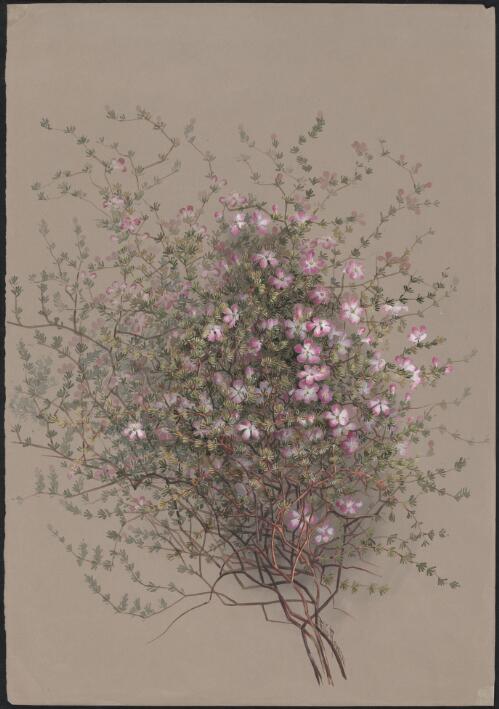 Frankenia pauciflora DC., family Frankeniaceae, Carnarvon, Western Australia [picture] / Ellis Rowan