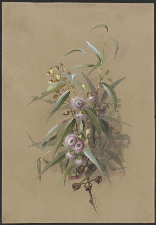 Eucalyptus leucoxylon F.Muell., family Myrtaceae, South Australia [picture] / Ellis Rowan
