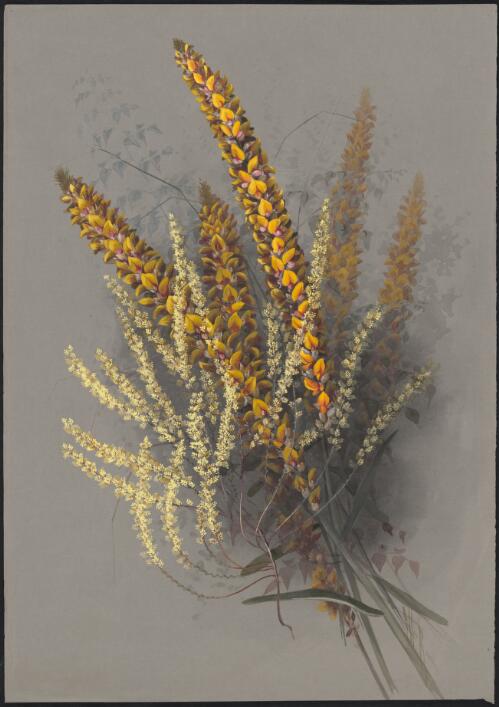 Callistachys lanceolata Vent., family Fabaceae, and Oligarrhena micrantha R.Br., family Ericaceae, Western Australia [picture] / Ellis Rowan