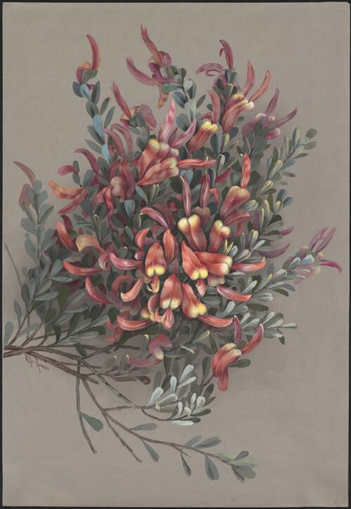 Templetonia retusa (Vent.) R.Br., family Fabaceae, Western Australia [picture] / Ellis Rowan