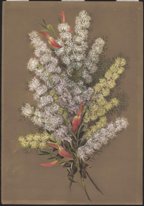 Templetonia retusa (Vent.) R.Br., family Fabaceae, Hakea lissocarpha R.Br., family Proteaceae, Western Australia, 1880 [picture] / Ellis Rowan