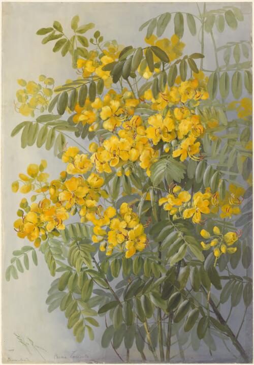 Senna septemtrionalis (Viv.) H.S.Irwin & Barneby, family Fabaceae sub-family Caesalpinioideae, Queensland, 1891? [picture] / Ellis Rowan