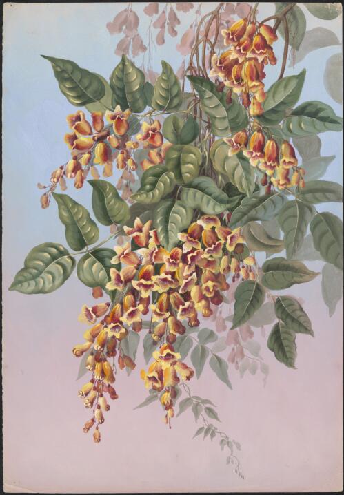 Pandorea pandorana (Andrews) Steenis, family Bignoniaceae, ca. 1892 [picture] / Ellis Rowan