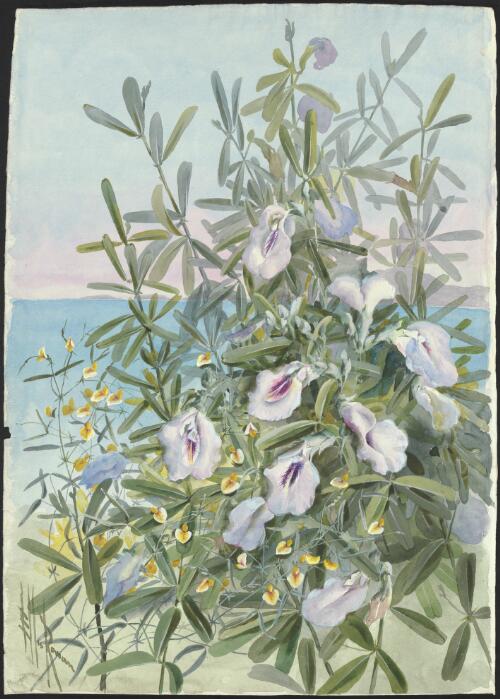 Clitoria australis Benth., Crotalaria? dissitiflora subsp. benthamiana (E.Pritz) A.E. Holland, family Fabaceae, Queensland, ca. 1895 [picture] / Ellis Rowan
