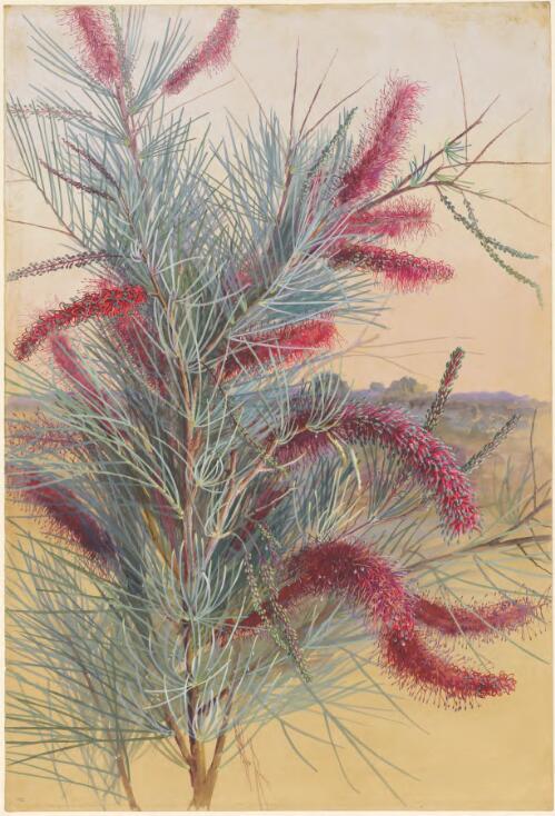 Grevillea petrophiloides Meisn., the Poker Grevillea or Rock Grevillea, family Proteaceae, Western Australia [picture] / Ellis Rowan