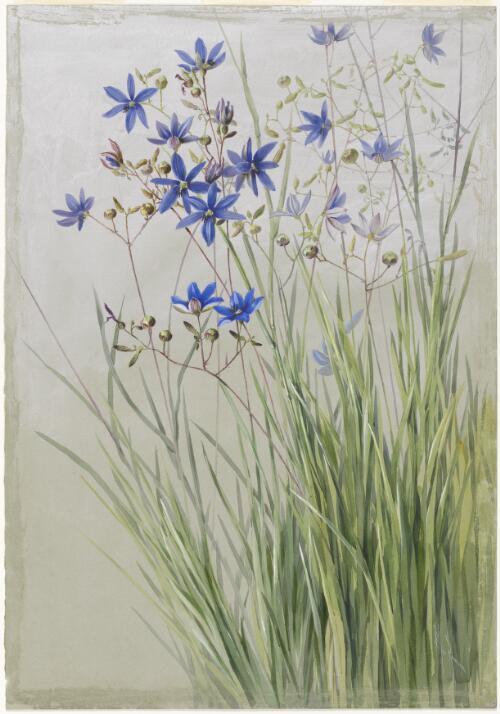 Agrostocrinum scabrum (R.Br.) Baill., family Hemerocallidaceae, Blue grass lily, Western Australia [picture] / Ellis Rowan
