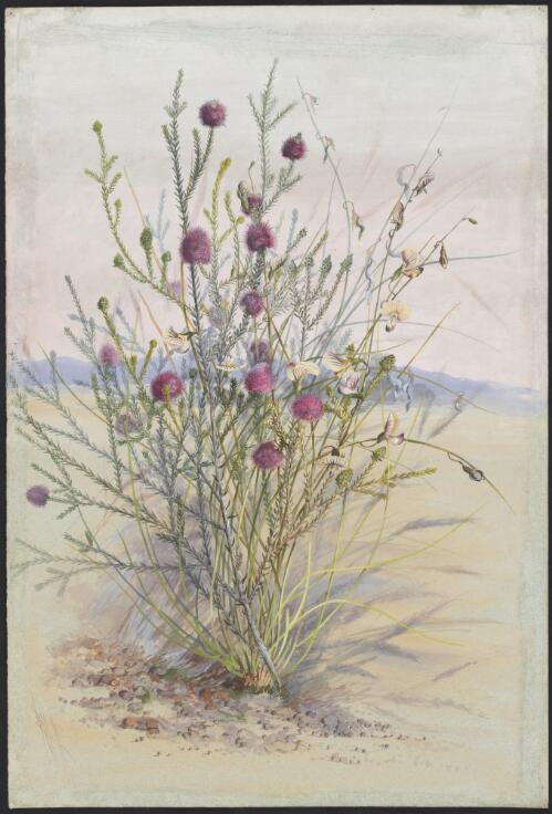 Beaufortia purpurea Lindl., family Myrtaceae, Isotropis drummondii Meisn., family Fabaceae, Western Australia, ca. 1885 [picture] / Ellis Rowan