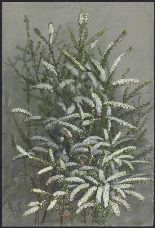 Thryptomene calycina (Lindl.) Stapf, family Myrtaceae [picture] / Ellis Rowan