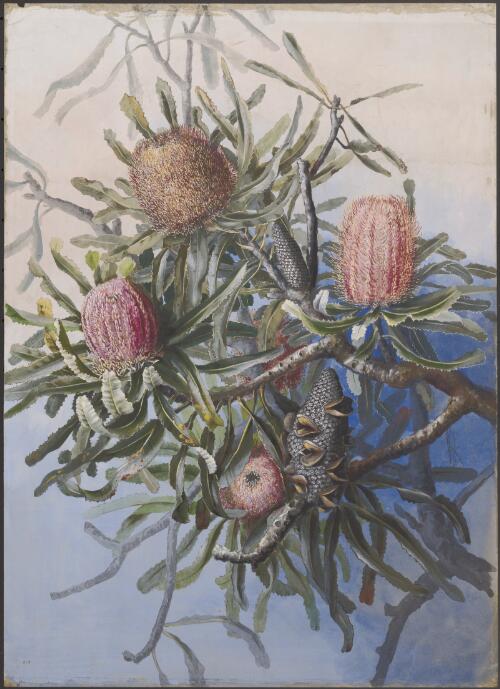 Banksia menziesii R.Br., family Proteaceae, Western Australia, 2 [picture] / Ellis Rowan