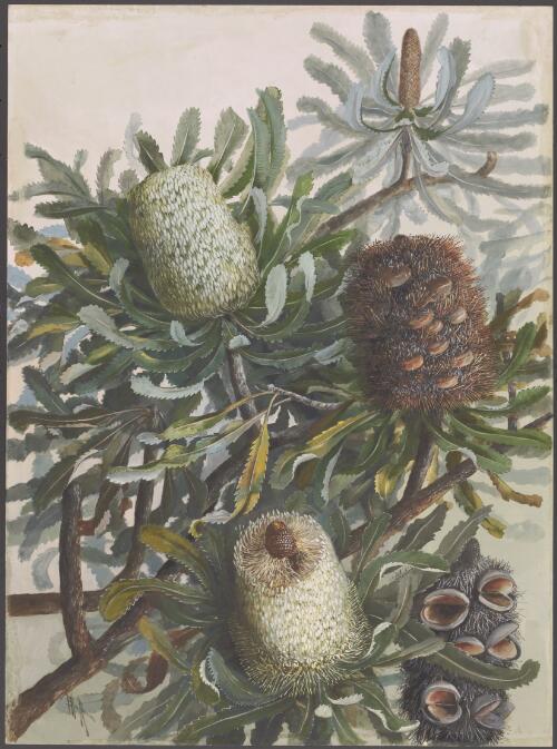 Banksia serrata L.f. (1782), family Proteaceae [picture] / Ellis Rowan