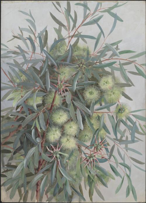 Eucalyptus cornuta Labill., family Myrtaceae, Western Australia [picture] / Ellis Rowan