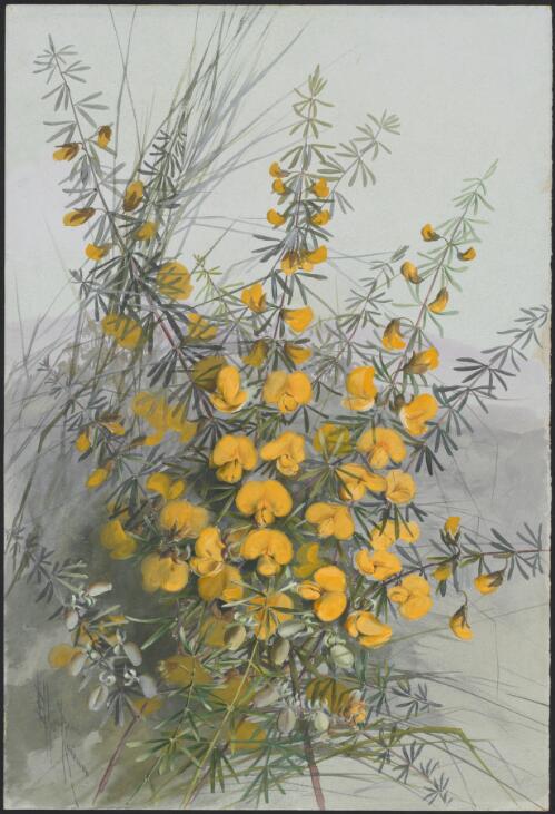 Gompholobium latifolium Sm., family Fabaceae (Golden glory pea or Broad-leaf wedge-pea), ca. 1880 [picture] / Ellis Rowan