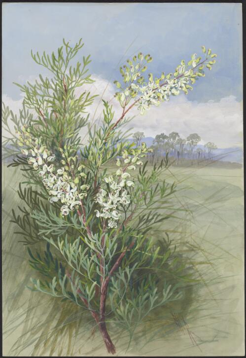 Lomatia tinctoria (Labill.) R.Br., family Proteaceae [picture] / Ellis Rowan