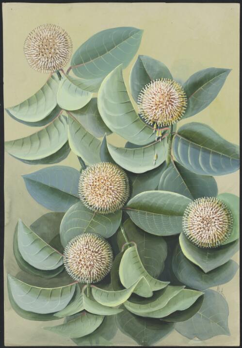 Nauclea orientalis (L.) L., family Rubiaceae, Queensland [picture] / Ellis Rowan