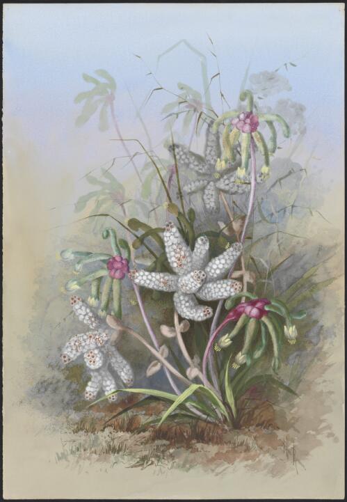 Anigozanthos bicolor Endl., family Haemodoraceae, Lachnostachys verbascifolia F.Muell., family Lamiaceae, Western Australia [picture] / Ellis Rowan