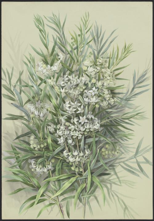 Gomphocarpus fruticosus (L.) W.T.Aiton, syn. Asclepias fruticosa L., family Apocynaceae [picture] / Ellis Rowan