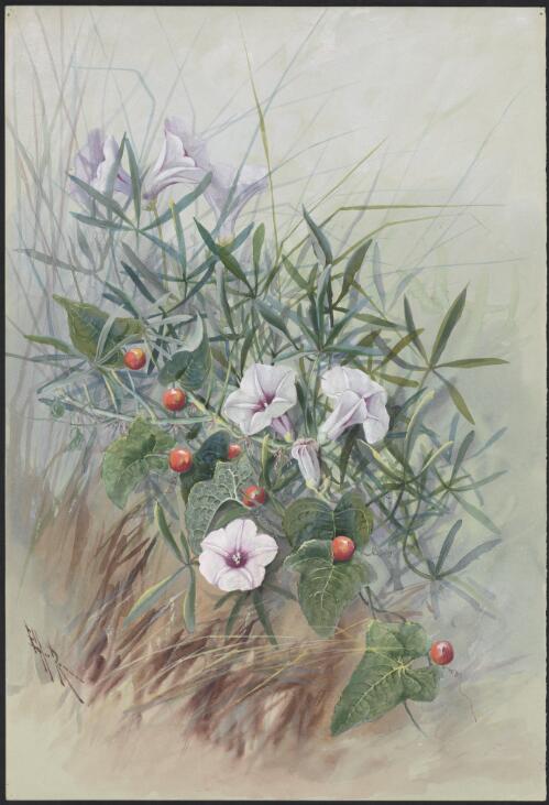 Cucumis variabilis P.Sebastian & I.Telford, family Cucurbitaceae and Ipomoea sp., family Convolvulaceae, Queensland [picture] / Ellis Rowan