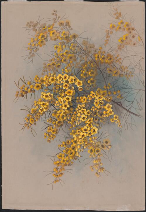Senna artemisioides subsp. filifolia Randell, family Caesalpinioideae [picture] / Ellis Rowan