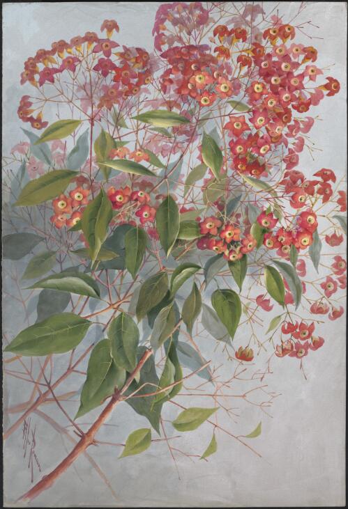 Clerodendrum floribundum R.Br., family Lamiaceae, Western Australia [picture] / Ellis Rowan
