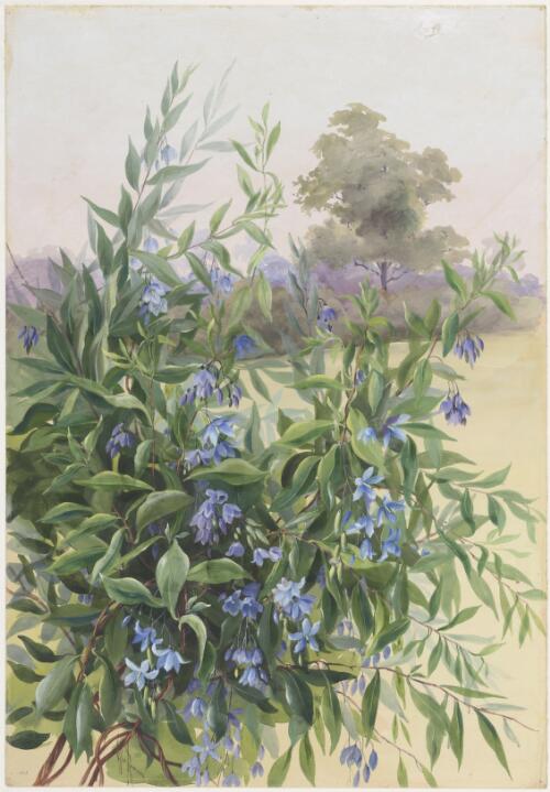 Billardiera heterophylla (Lindl.) L.Cayzer & Crisp, family Pittosporaceae, ca. 1885 [picture] / Ellis Rowan