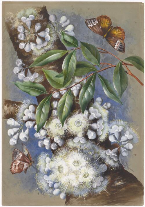 Syzygium cormiflorum (F. Muell.) B. Hyland, family Myrtaceae and a female Cruiser Butterfly, Vindula arsinoe, ca. 1885 [picture] /Ellis Rowan