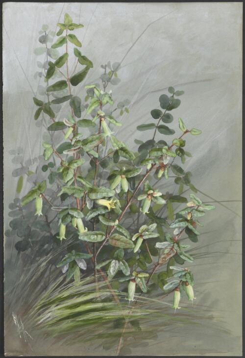 Correa reflexa (Labill.) Vent., family Rutaceae, ca. 1885 / [picture] / Ellis Rowan