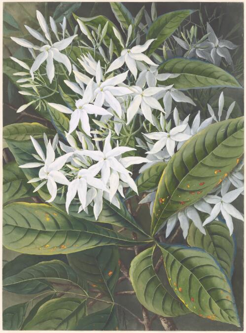 Atractocarpus benthamianus (F.Muell.) Puttock, family Rubiaceae, Papua New Guinea, 1916 [picture] / Ellis Rowan