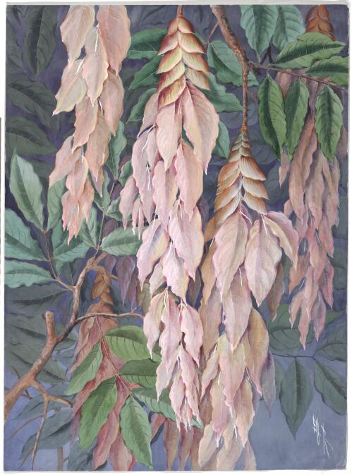 Maniltoa schefferi K.Schum., family Fabaceae subfamily Caesalpinioideae syn. Maniltoa lenticellata C.T.White, Papua New Guinea, 1916 [picture] / Ellis Rowan