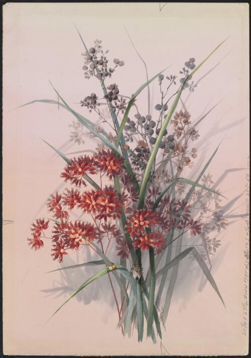 Haemodorum coccineum R.Br., family Haemodoraceae, Queensland, ca. 1890 [picture] / Ellis Rowan