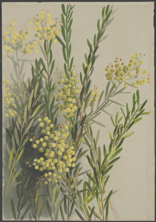 Acacia decora Rchb., family Fabaceae, ca. 1885 [picture] / Ellis Rowan