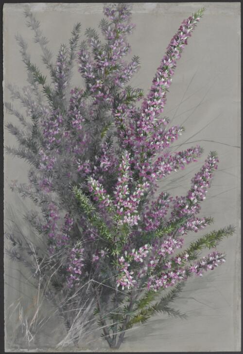 Comesperma ericinum DC., family Polygalaceae, ca. 1885 [picture] / Ellis Rowan