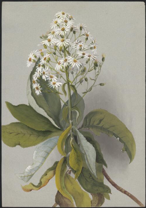 Olearia argophylla (Labill.) F.Muell. ex Benth., family Asteraceae [picture] / Ellis Rowan