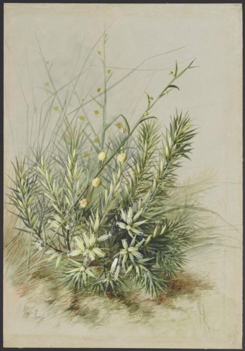Acacia stenoptera Benth., family Fabaceae and Astroloma macrocalyx Sond., family Ericaceae, Western Australia, ca. 1889 [picture] / Ellis Rowan