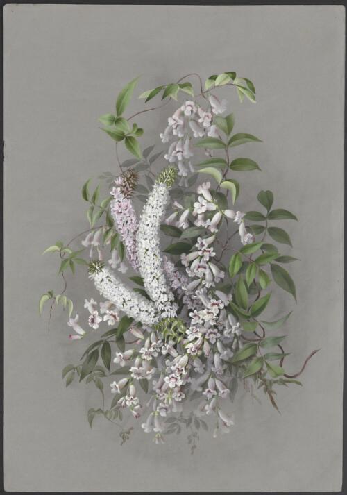 Pandorea pandorana (Andrews) Steenis, family Bignoniaceae and Epacris purpurascens Banks ex Sims, family Ericaceae, ca. 1885 [picture] / Ellis Rowan