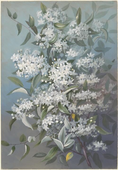 Hoheria populnea A.Cunn., family Malvaceae, New Zealand, ca. 1880 [picture] / Ellis Rowan