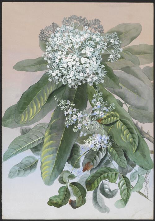 Mackinlaya macrosciadea (F.Muell.) F.Muell., family Araliaceae and Vitex melicopea F.Muell., family Lamiaceae, Somerset, Queensland, ca.1885 [picture] / Ellis Rowan