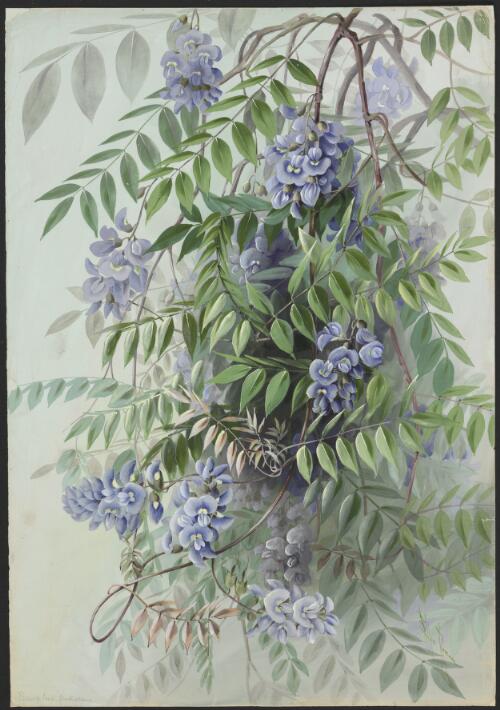 Kraunhia frutescens (L.) Greene syn. Wisteria frutescens (L.) Poir, family Fabaceae, , south-eastern United States, ca.1900 [picture] / Ellis Rowan