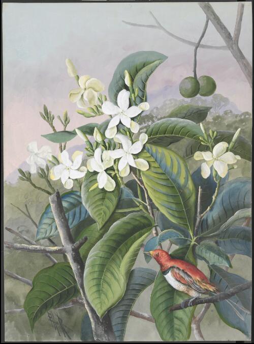 Flowers, fruit and bird, Papua New Guinea, ca. 1919 [picture] / Ellis Rowan