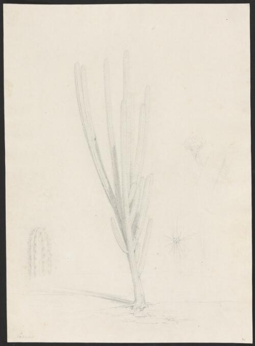 Cereus peruvianus [?] [picture] / [William Westall]