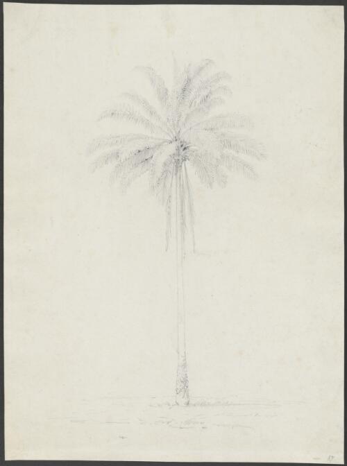 A palm [picture] / [William Westall]