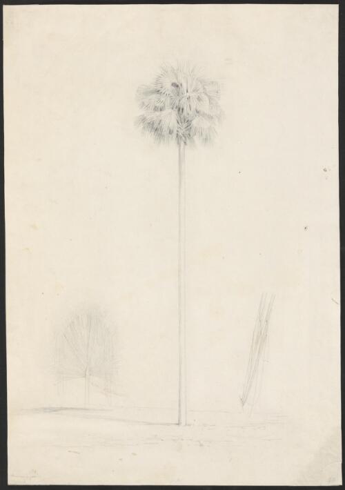A fan palm [picture] / [William Westall]