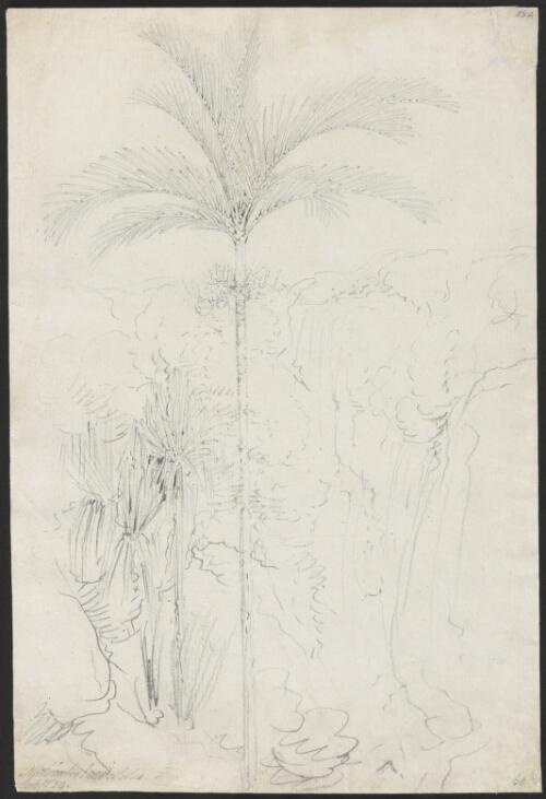 Percy Isles, palm and pandanus [picture] / [William Westall]