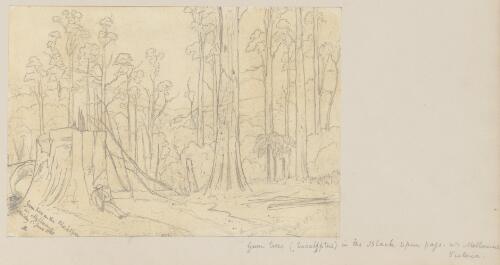 Gum trees on the Black Spur nr. Melbourne, Monday 1st June 1868 [picture] / S.L