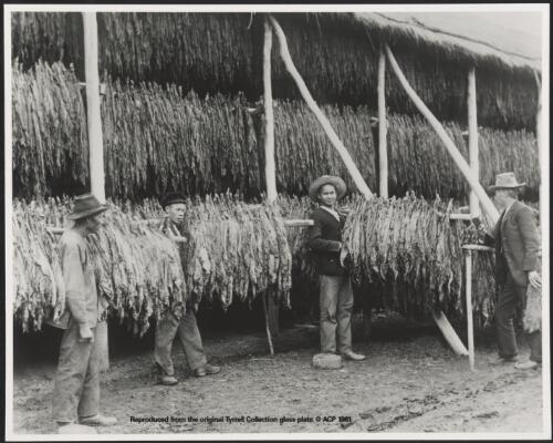 Tobacco drying shed, ca. 1886 [picture] / Charles Kerry