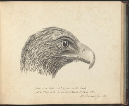 Head of an eagle, New South Wales [picture] / W. Romaine Govett